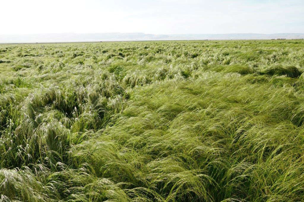 What is teff - Teff field for harvesting - Selam Foods